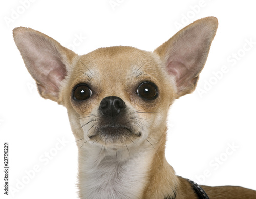 Chihuahua  12 months old  close up against white background