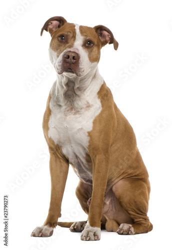 American Staffordshire terrier  9 years old  sitting