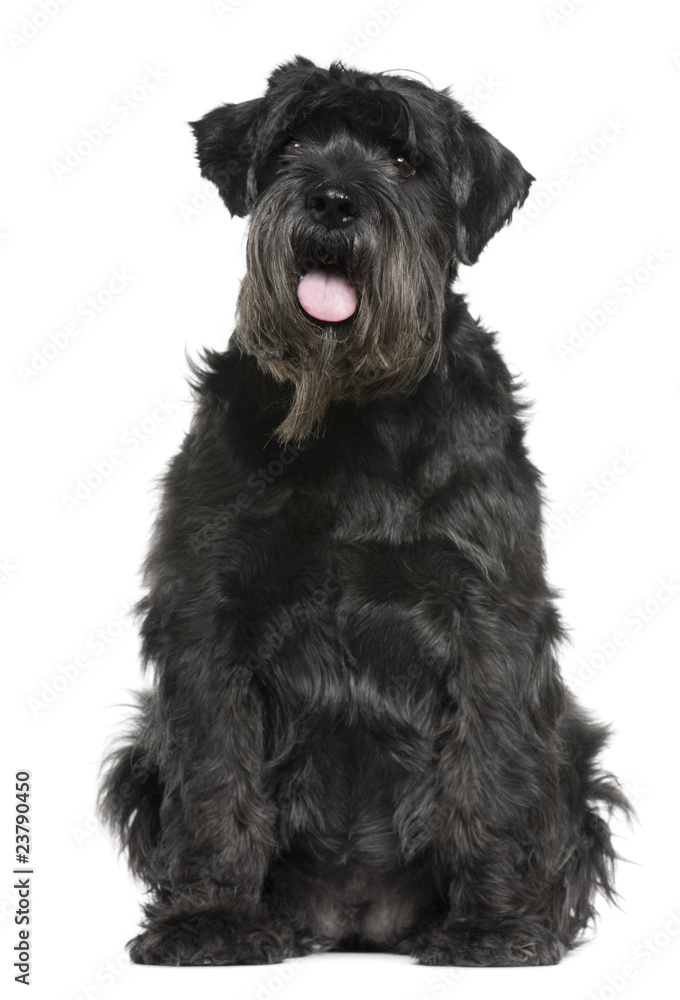 Schnauzer, 6 years old, sitting in front of white background