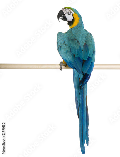 Young Blue-and-yellow Macaw perching