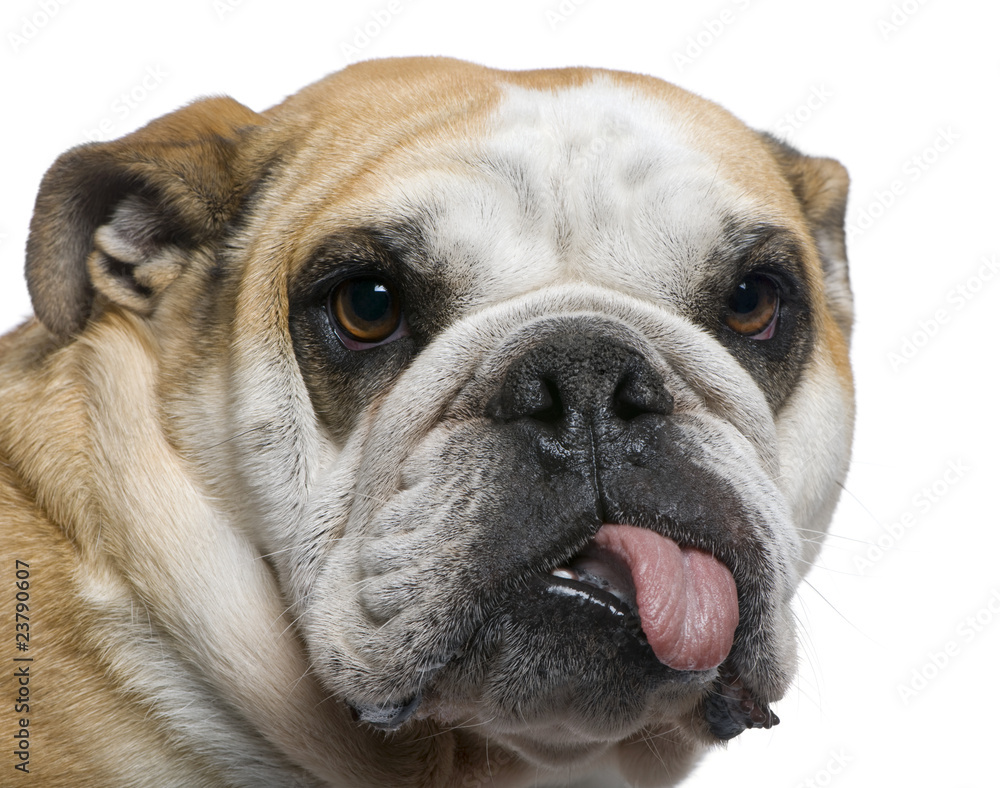 Close-up of English Bulldog, 3 years old Close-up of English Bulldog, 3 years old