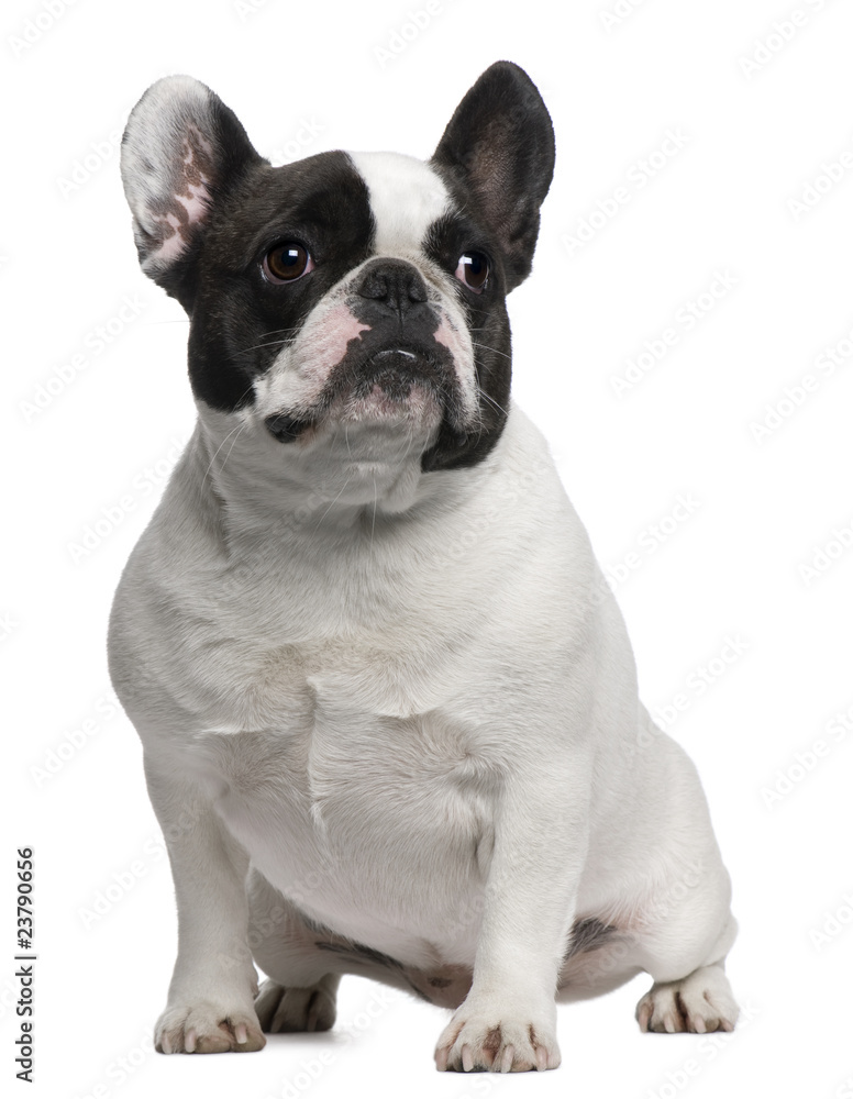 French Bulldog, 3 years old, sitting French Bulldog, 3 years old, sitting
