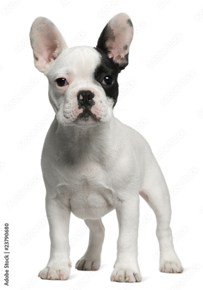 French Bulldog puppy, 3 months old, standing French Bulldog puppy, 3 months old, standing