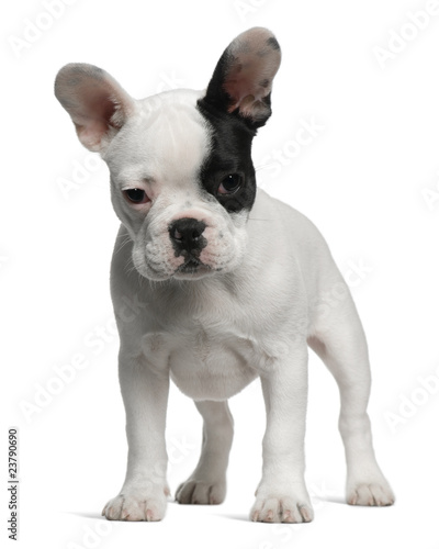 French Bulldog puppy, 3 months old, standing © Eric Isselée