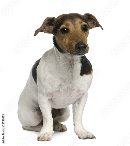 Jack Russell Terrier, 4 years old, sitting