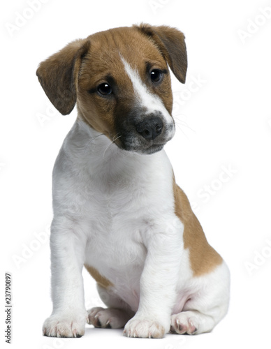 Fototapeta Naklejka Na Ścianę i Meble -  Jack Russell Terrier puppy, 2 months old, sitting