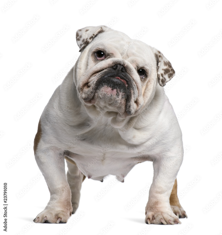 English Bulldog, 5 years old, standing