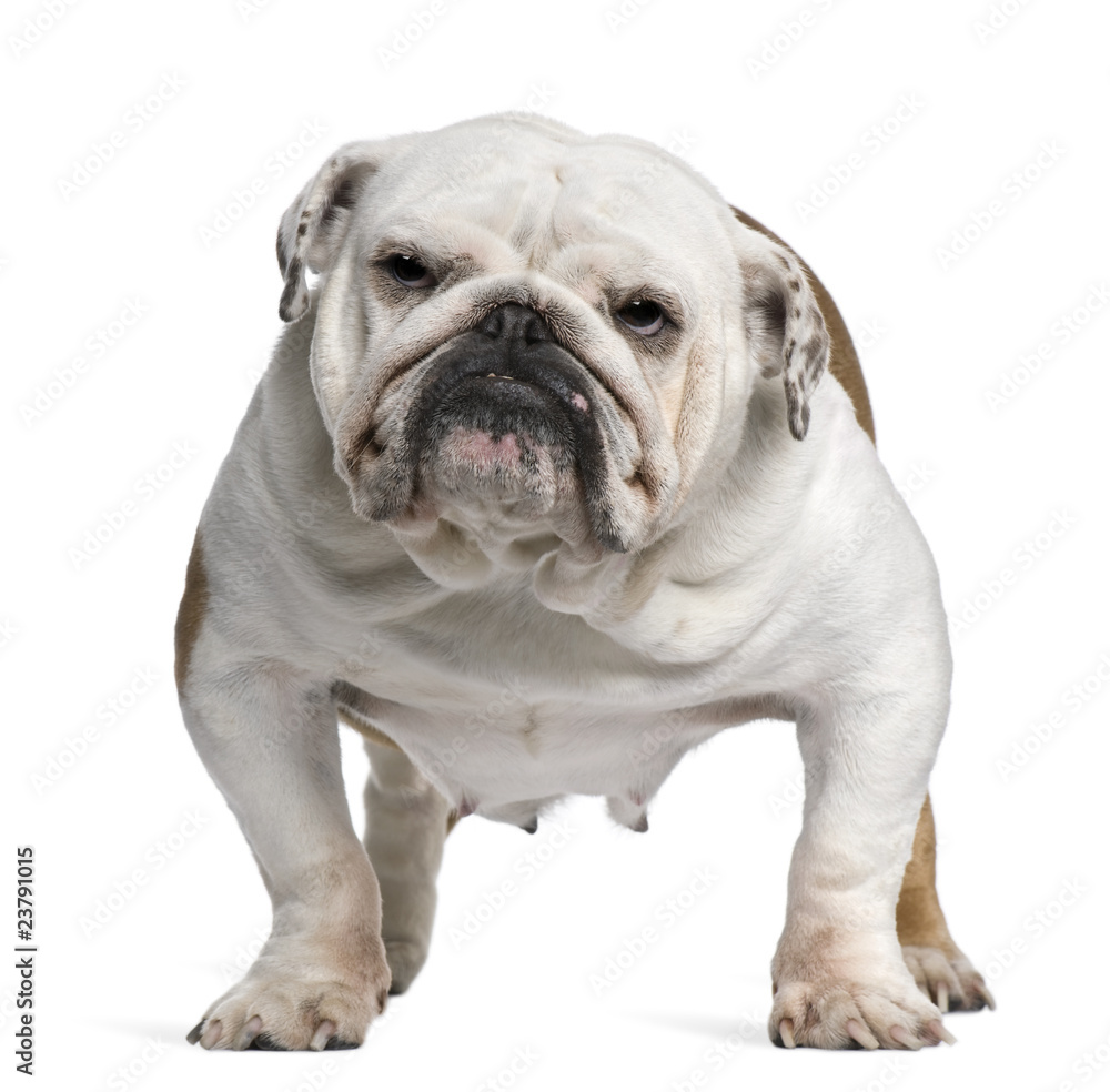 English Bulldog, 5 years old, standing