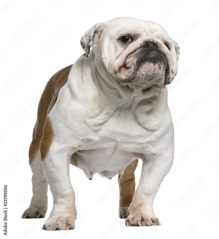 English Bulldog, 5 years old, standing