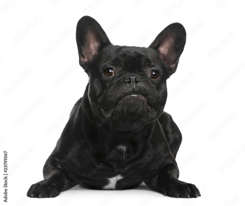 French Bulldog lying in front of white background
