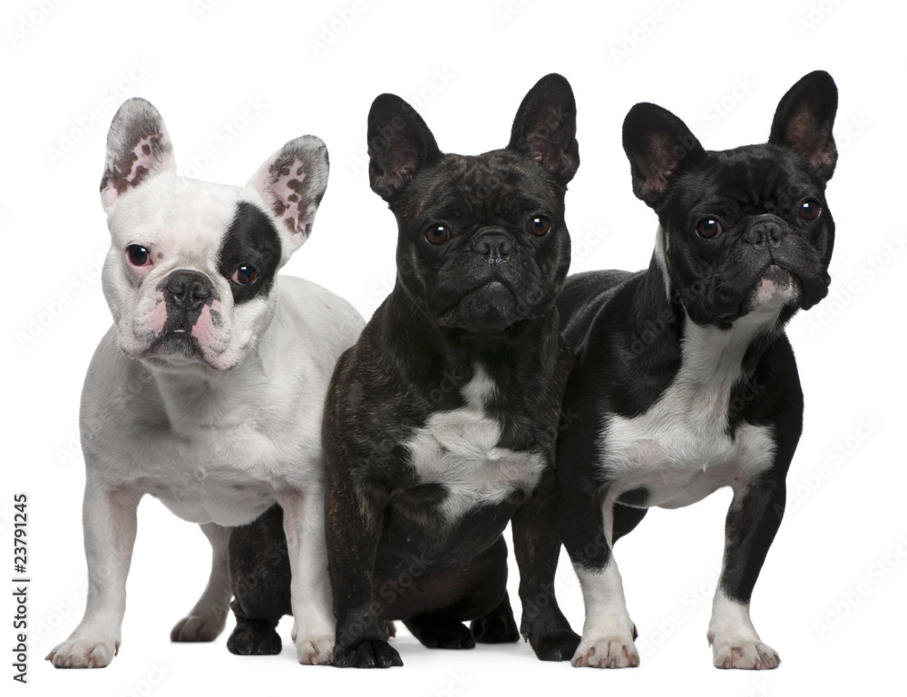French Bulldogs, 11 months old, 3 and 6 years old