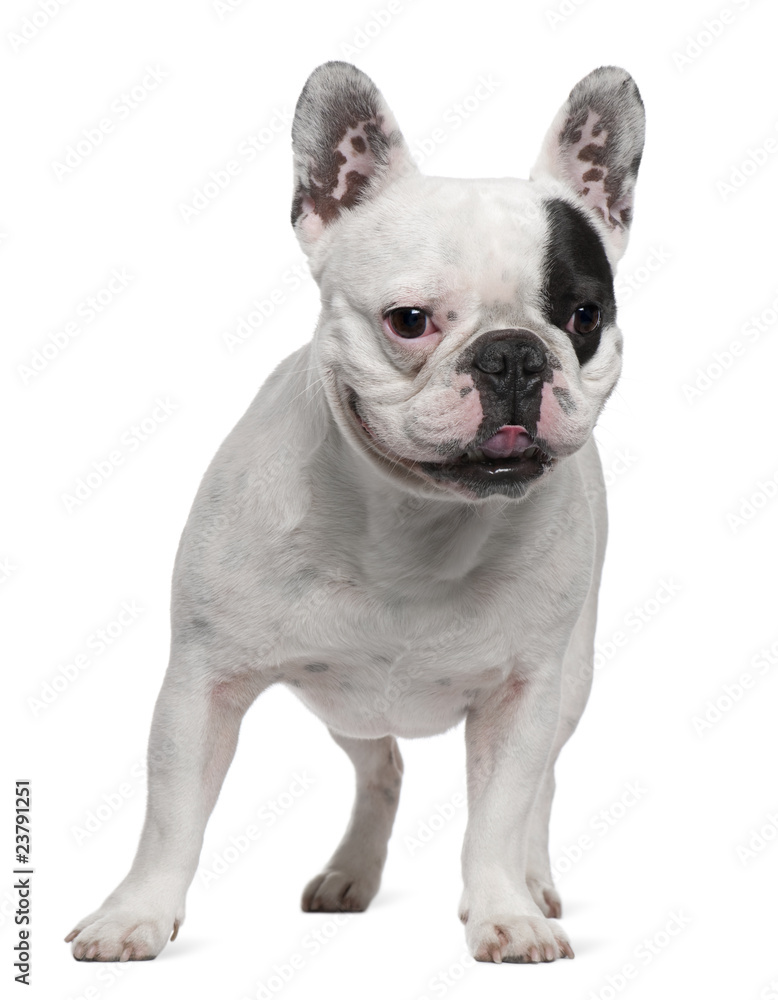 French Bulldog, 6 years old, standing