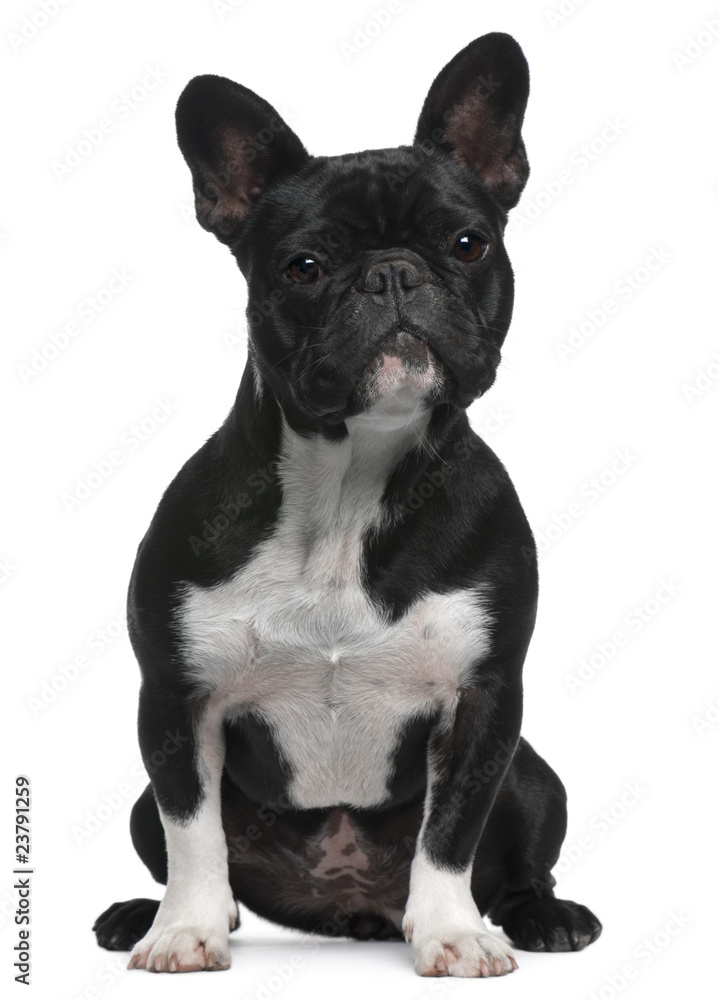 French Bulldog, 11 months old, sitting