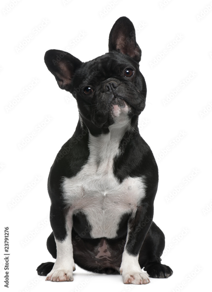 French Bulldog, 11 months old, sitting