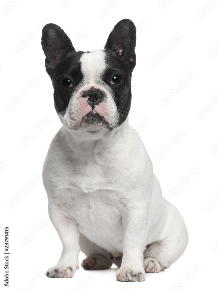 French Bulldog, 13 months old, sitting