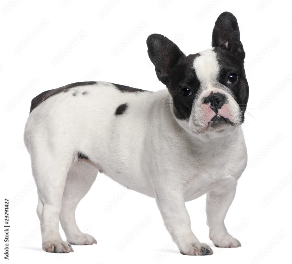 French Bulldog, 13 months old, standing