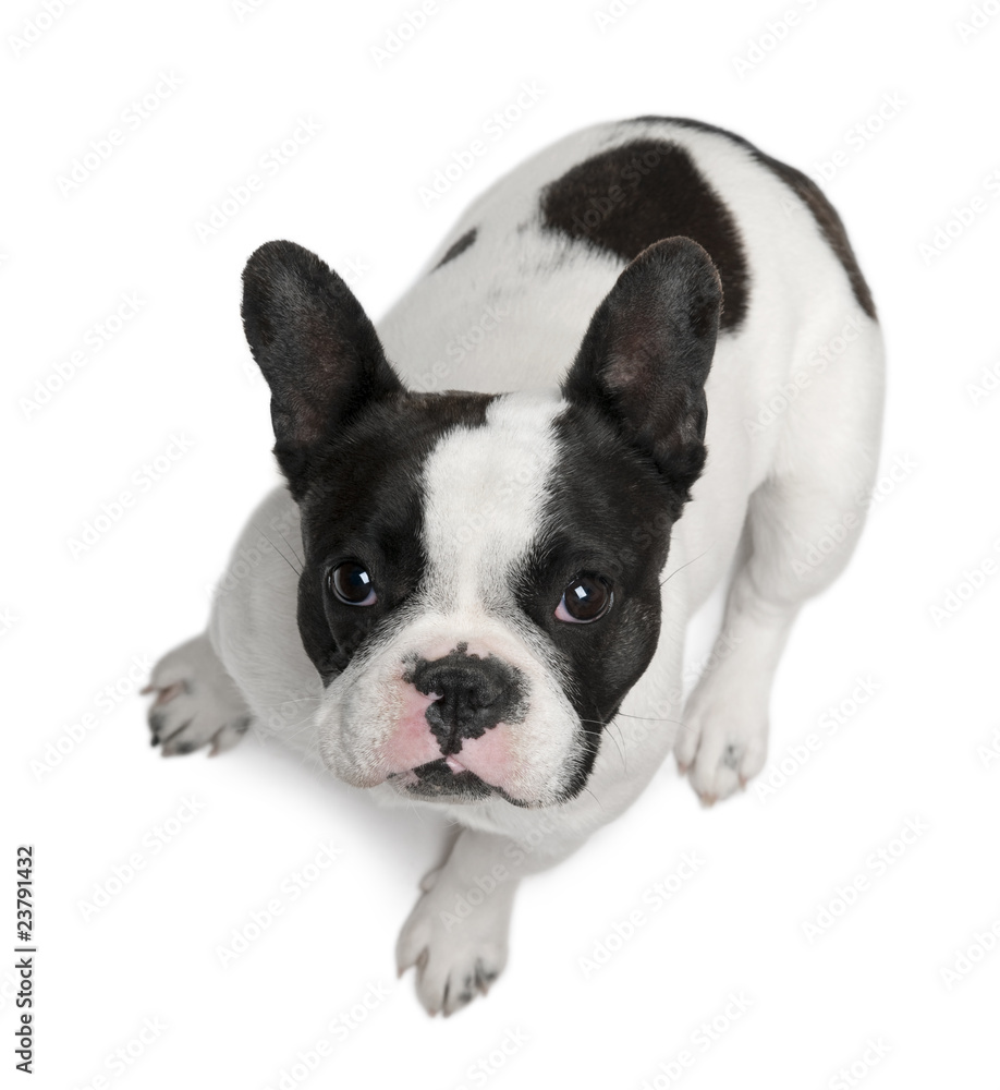 French Bulldog, 13 months old, sitting