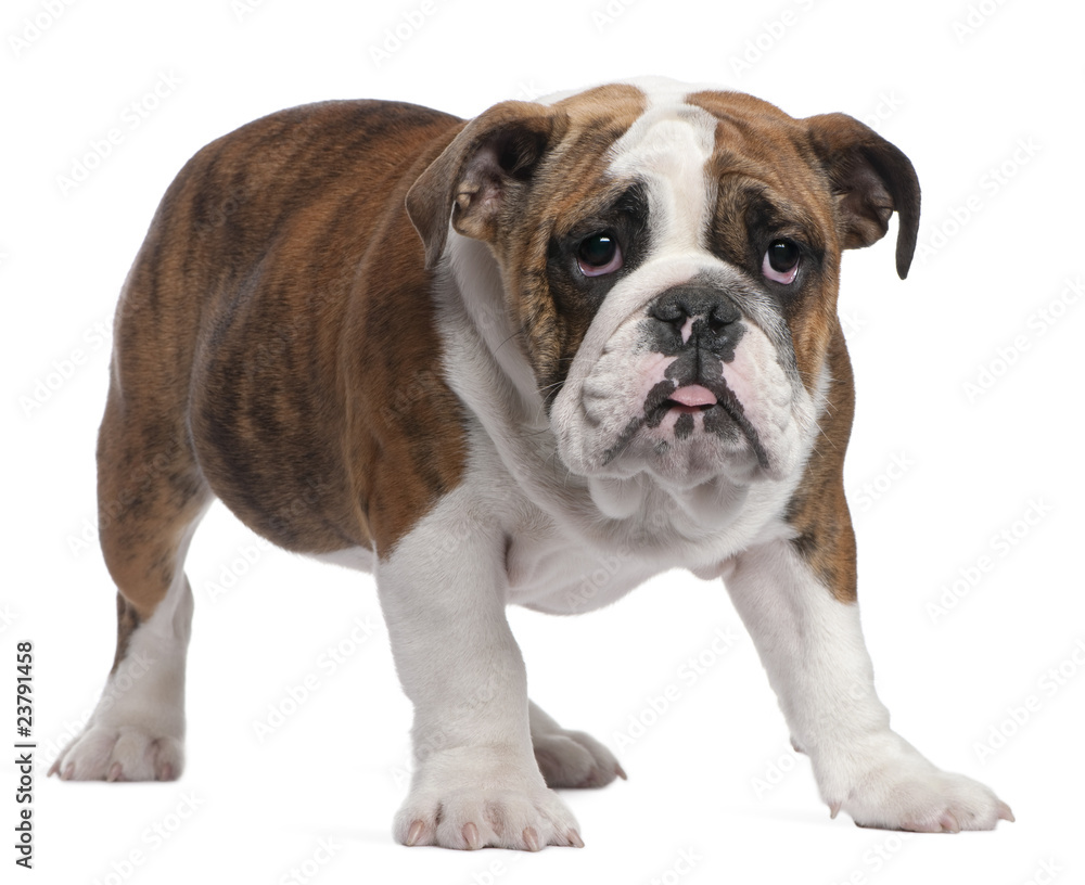 English Bulldog puppy, 4 months old, standing