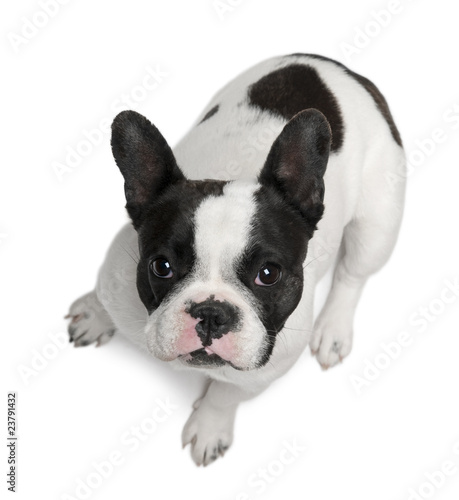 French Bulldog, 13 months old, sitting
