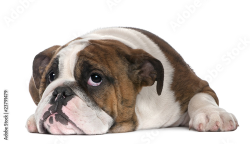 English Bulldog puppy, 4 months old, lying photo
