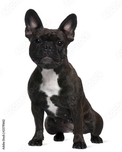 French Bulldog, 18 months old, sitting © Eric Isselée