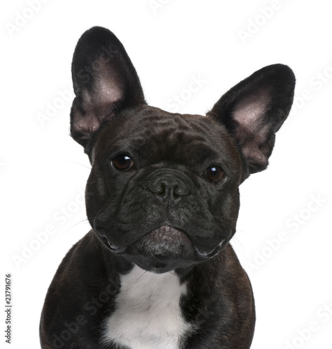 Close-up of French Bulldog, 18 months old © Eric Isselée