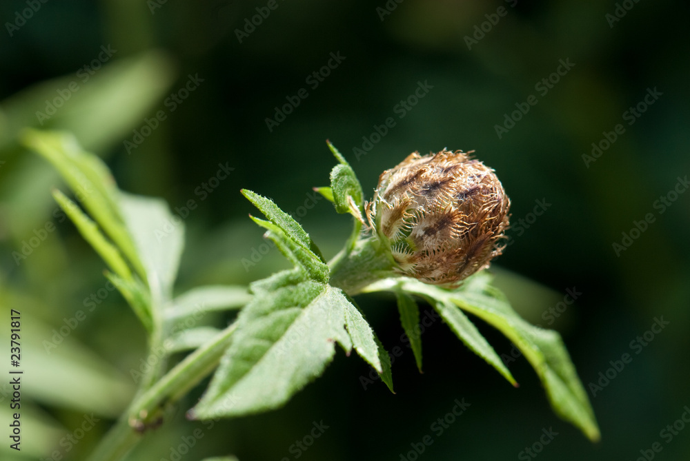 Blütenknospe der Zweifarbigen Flockenblume, Centaurea dealbata