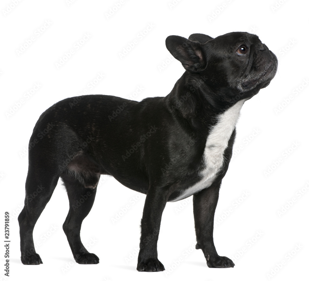 French Bulldog, 6 years old, standing French Bulldog, 6 years old, standing