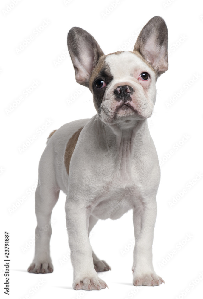 French Bulldog puppy, 3 months old, standing