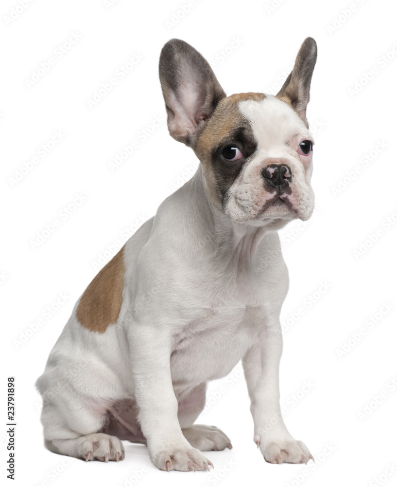 French Bulldog puppy, 3 months old, sitting
