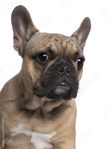 Close-up of French Bulldog puppy, 6 months old