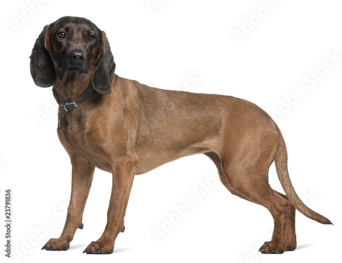 Tablou canvas Bavarian Mountain Hound, 3 years old, standing