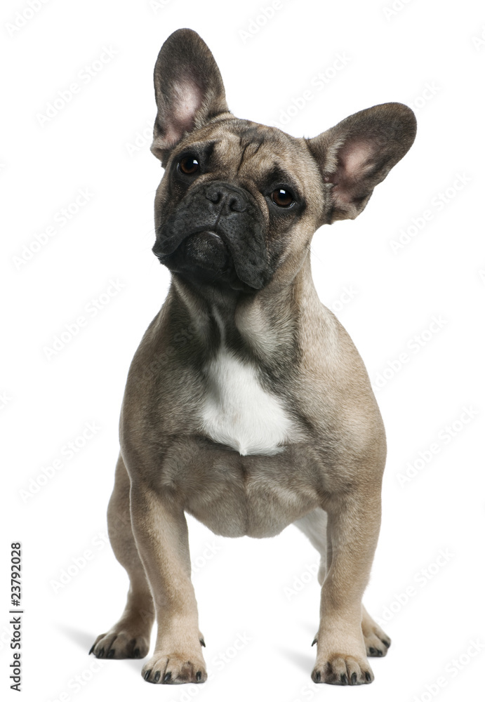 French Bulldog puppy, 8 months old, standing