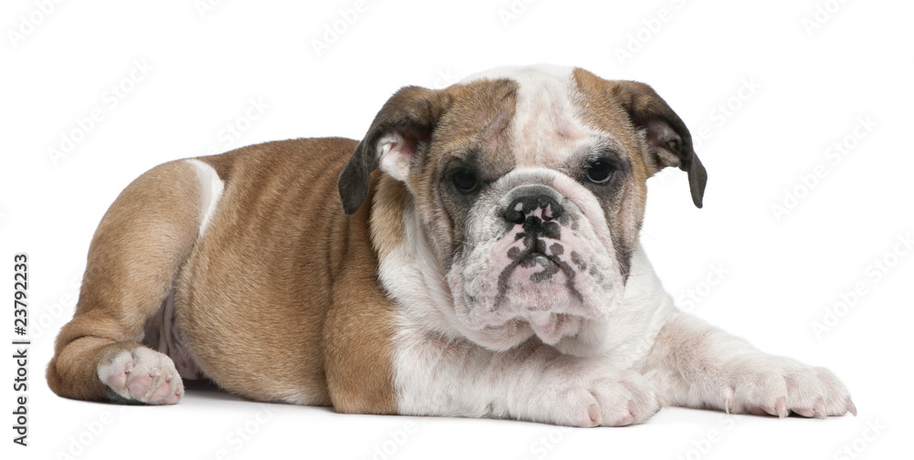 English Bulldog puppy, 4 months old, lying