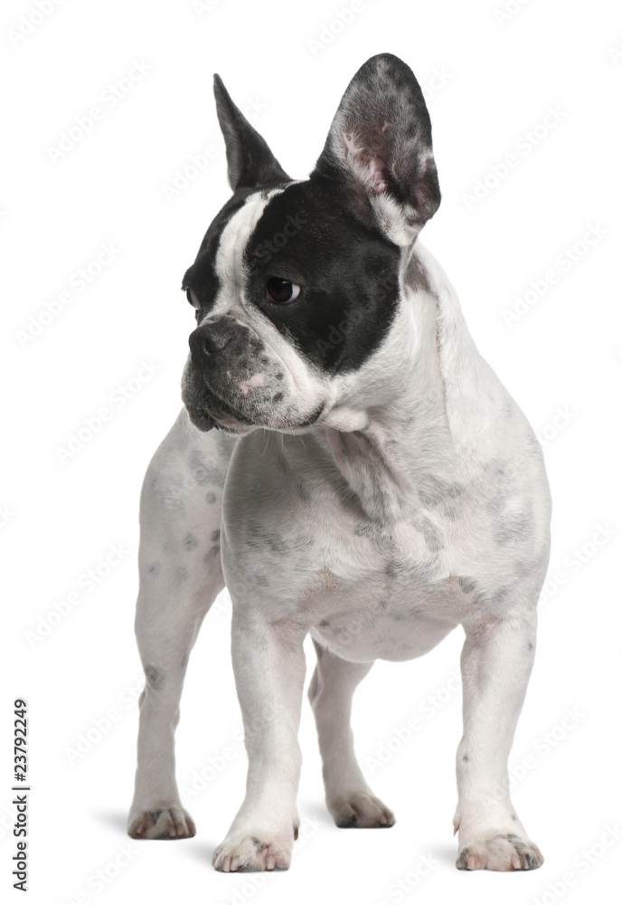 French Bulldog, 2 years old, standing