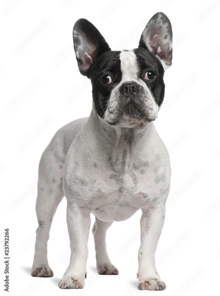 French Bulldog, 2 years old, standing