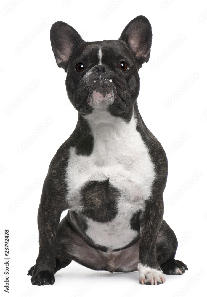 French Bulldog, 4 years old, sitting