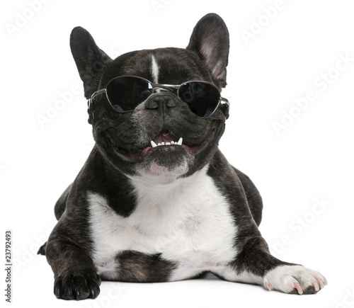French Bulldog, 4 years old, wearing sunglasses