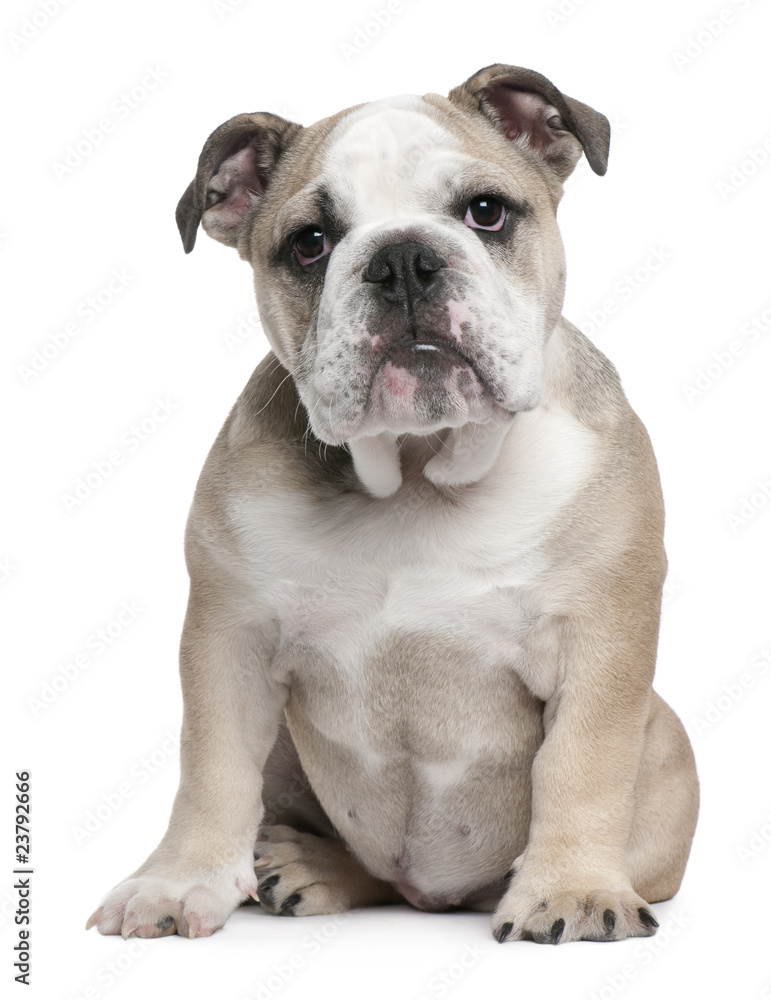 English Bulldog puppy, 5 months old, sitting