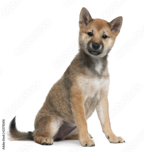 Shiba Inu puppy, 5 months old, sitting © Eric Isselée