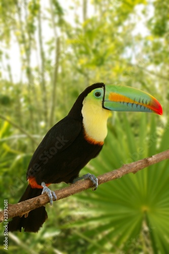 toucan kee billed Tamphastos sulfuratus jungle