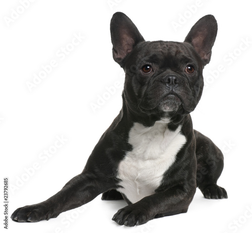 French Bulldog, 18 months old, lying © Eric Isselée