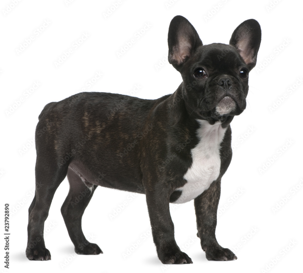 French Bulldog puppy, 4 months old, standing