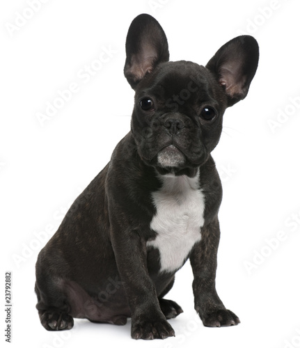 French Bulldog puppy, 4 months old, sitting © Eric Isselée