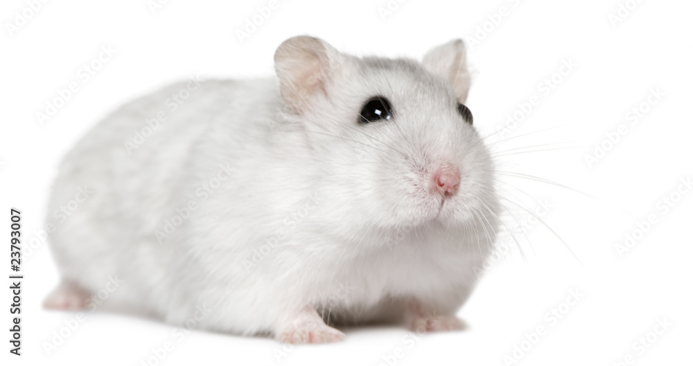 Hamster, 6months old, in front of white background Hamster, 6months old, in front of white background