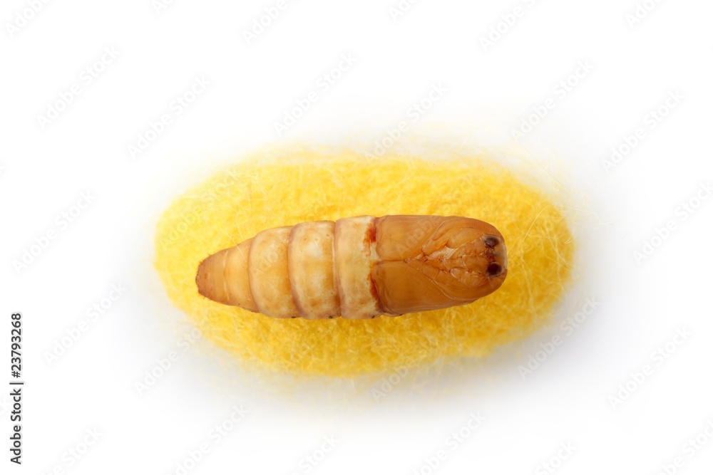 chrysalis silkworm on silk worm cocoon chrysalis silkworm on silk worm cocoon