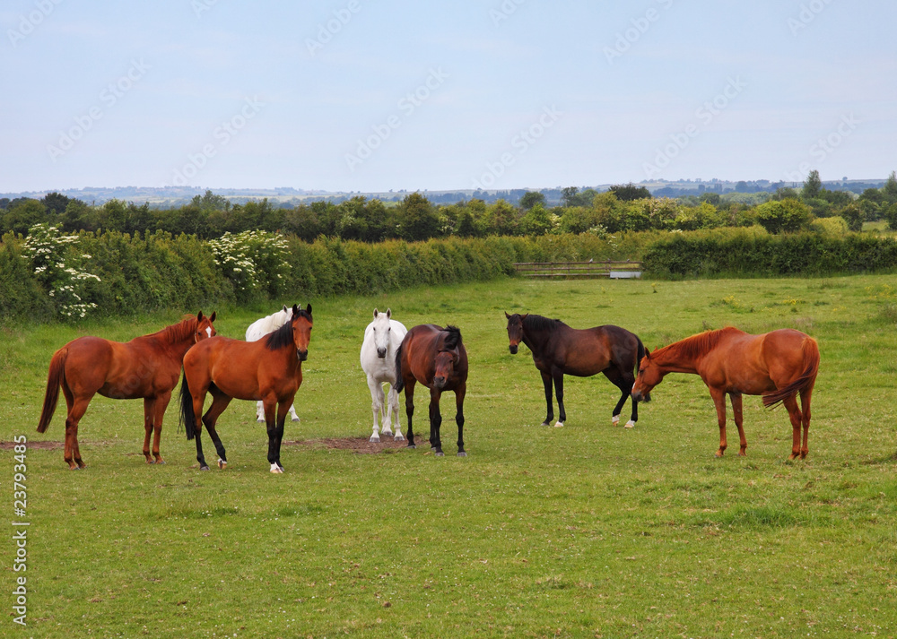 Horses Grazing in Rural England Horses Grazing in Rural England