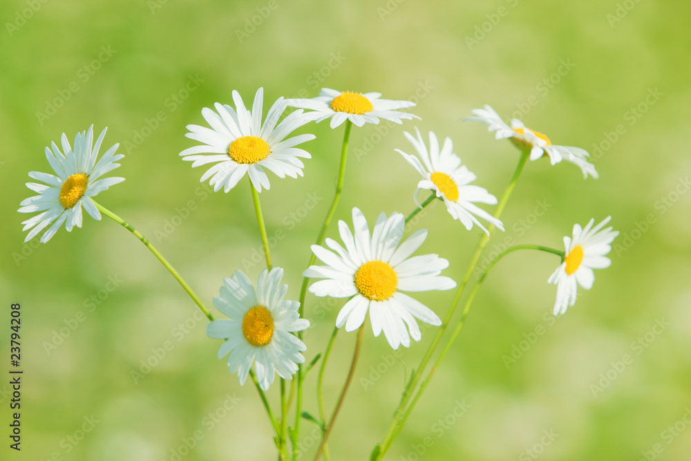 Chamomile Chamomile