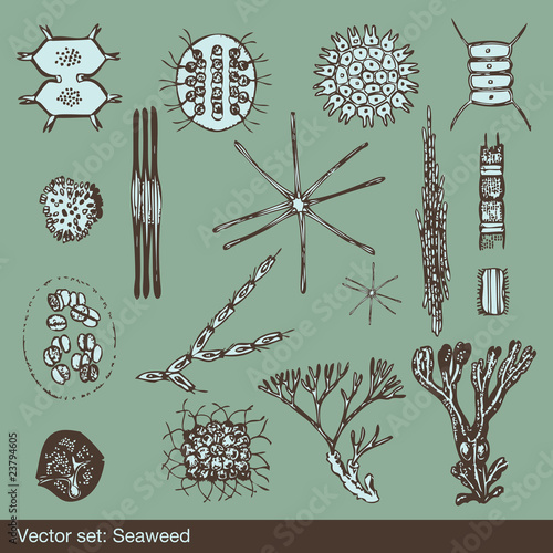 Alga and amoeba organism background set vector