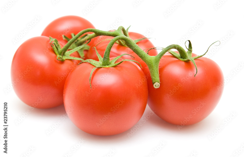tomatoes on the vine isolated on white; tomatoes on the vine isolated on white;